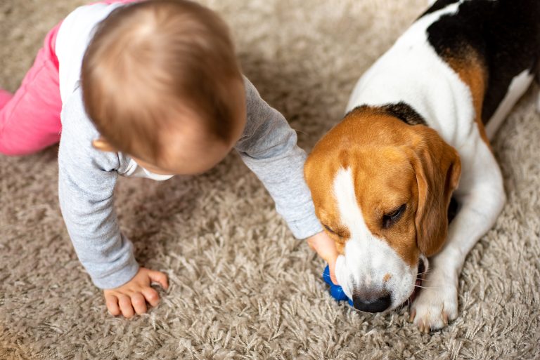 ¿Cómo enseñar a los peques a identificar las señales que anticipan la agresión canina