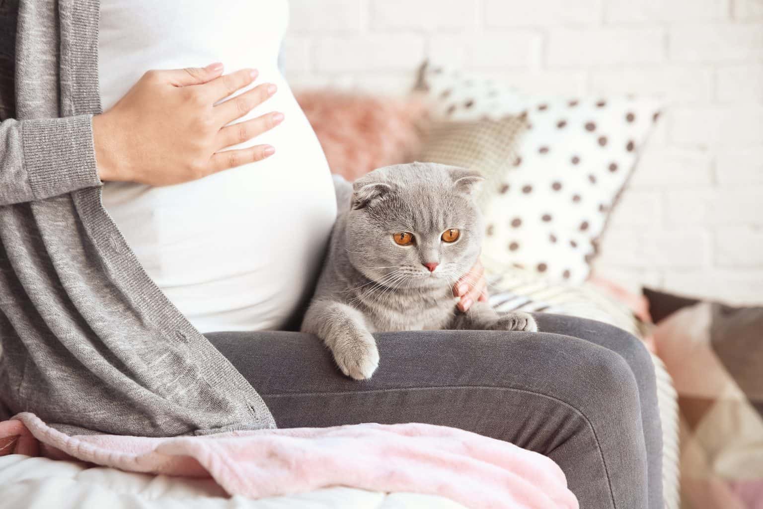 Día Internacional del gato: Estoy embarazada, ¿qué hago ...