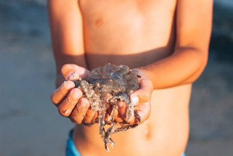 ¿Qué se debe hacer en caso de picadura de medusa?